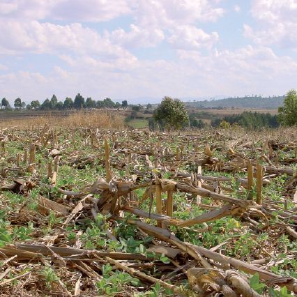 Les Plantes de couverture. Guide pratique de reconnaissance et  d'utilisation des Légumineuses en Côte d'Ivoire (suite et fin) - Persée